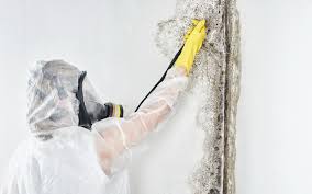 Best Environmental Consulting for Mold Prevention  in Liverpool, NY